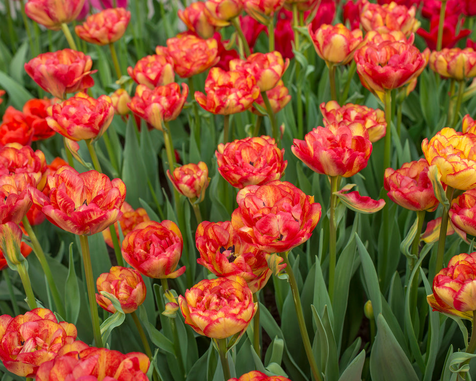 Tulip 'Sundowner'