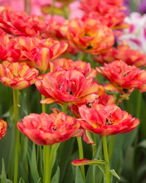 Tulip 'Sundowner'