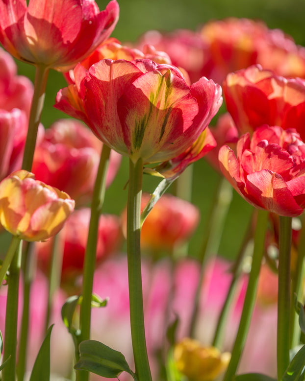 Tulip 'Sundowner'