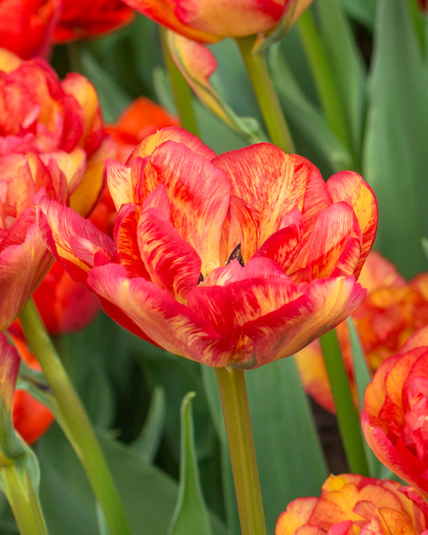 Tulip 'Sundowner'