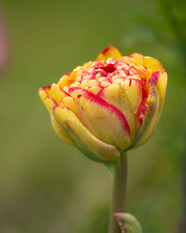 Tulip 'Sundowner'