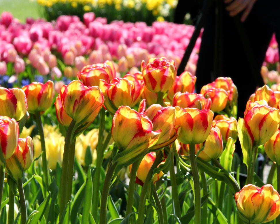 Tulip 'Sundowner'