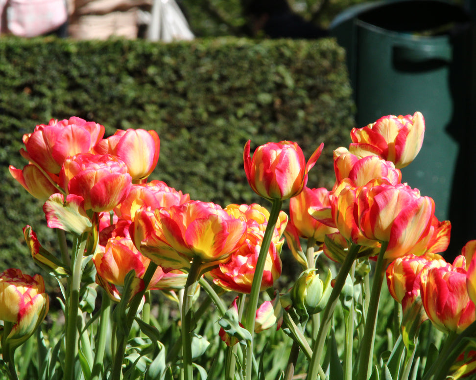 Tulip 'Sundowner'