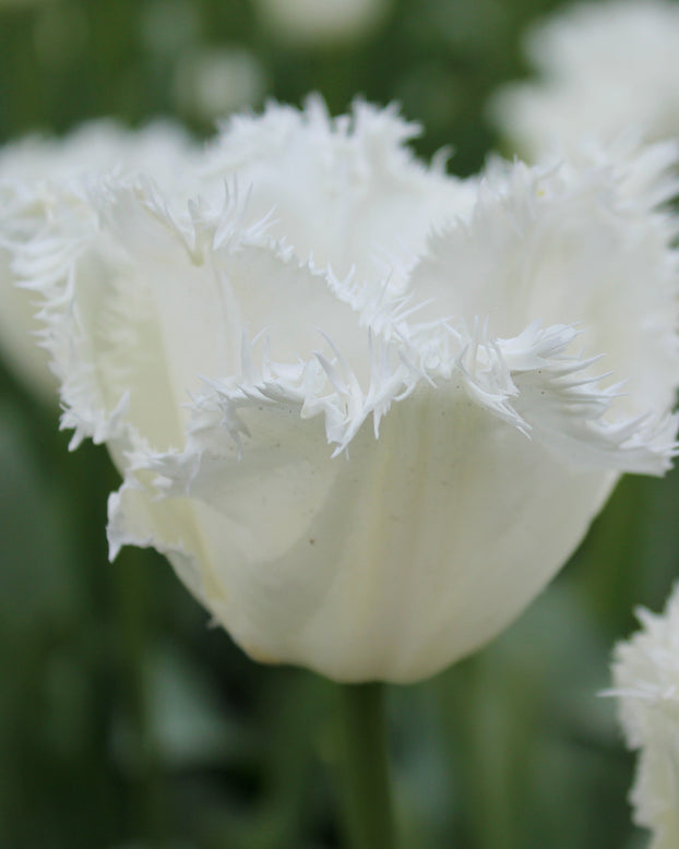 Flower BulbsSwan Wings Bulbs UK - 1