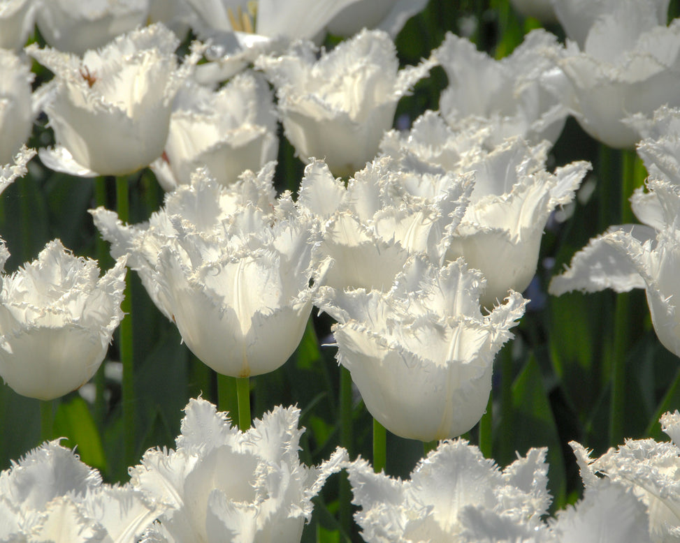 Flower BulbsSwan Wings Bulbs UK - 2