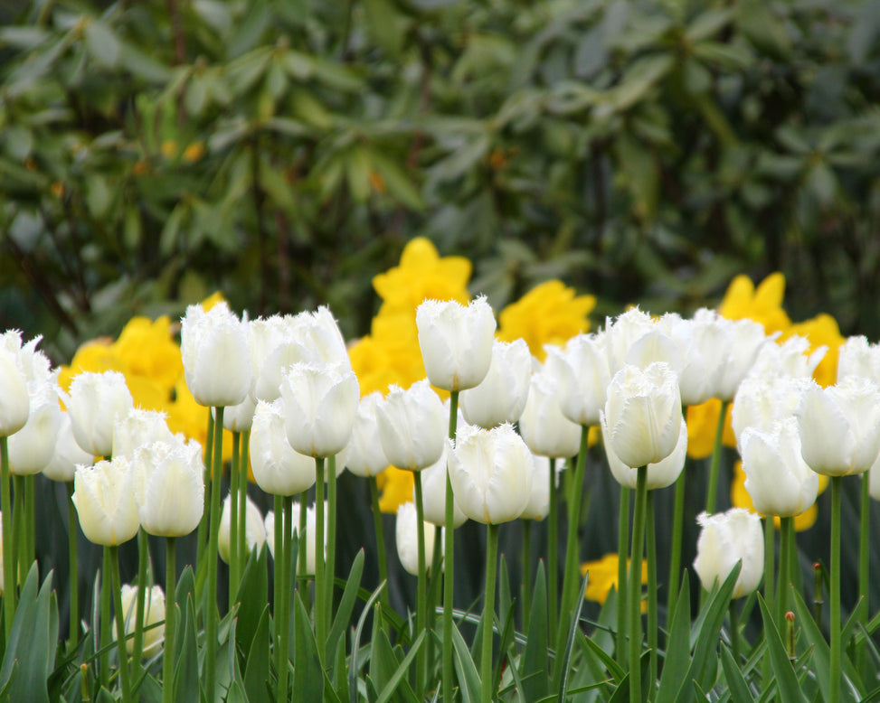 Tulip 'Swan Wings'