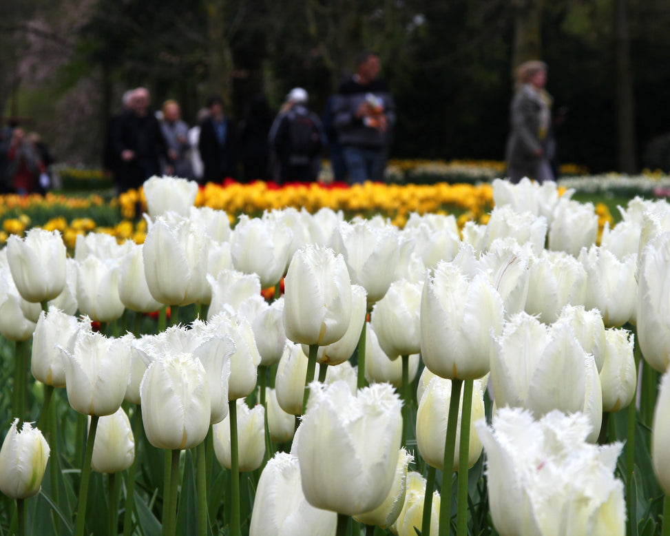 Tulip 'Swan Wings'