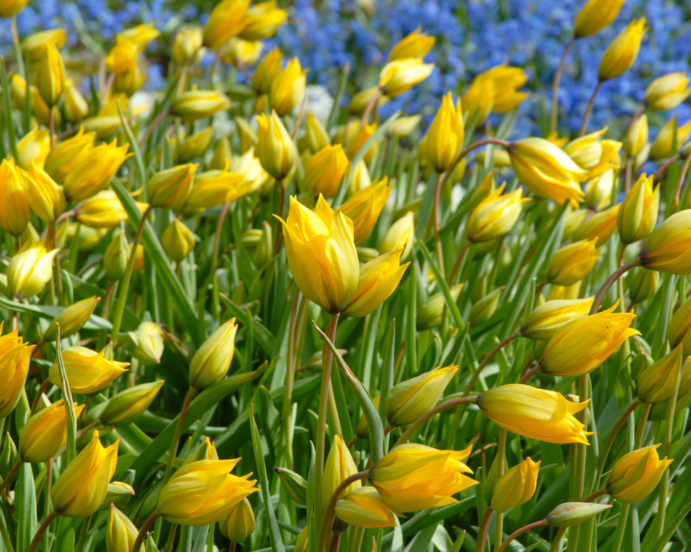 Tulip sylvestris