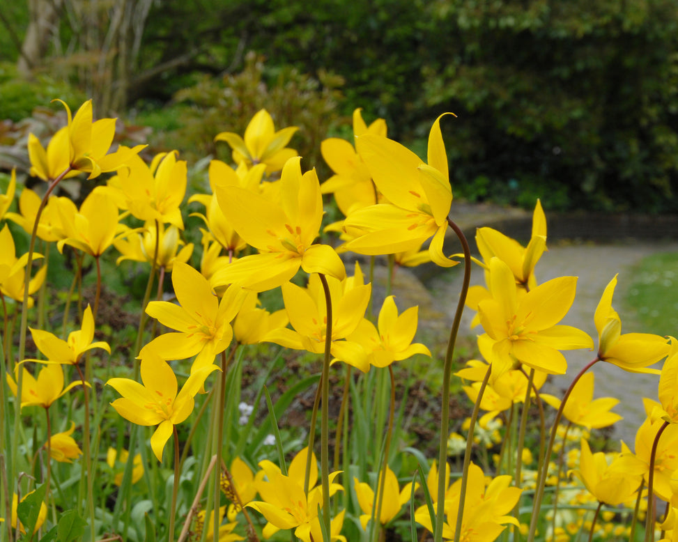 Tulip sylvestris