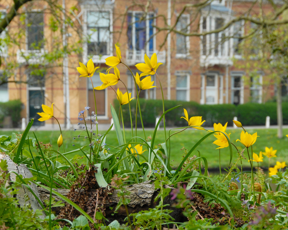Tulip sylvestris