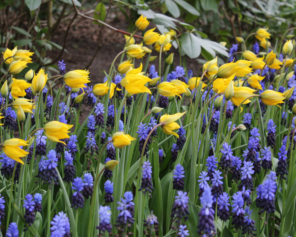 Tulip sylvestris