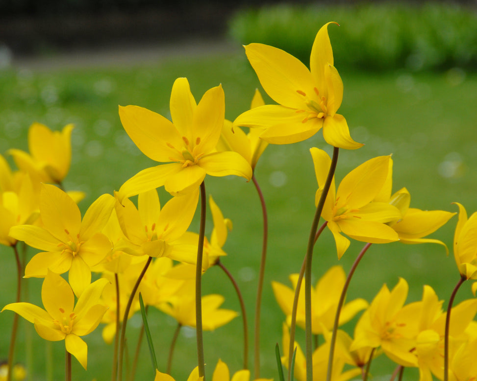 Tulip sylvestris