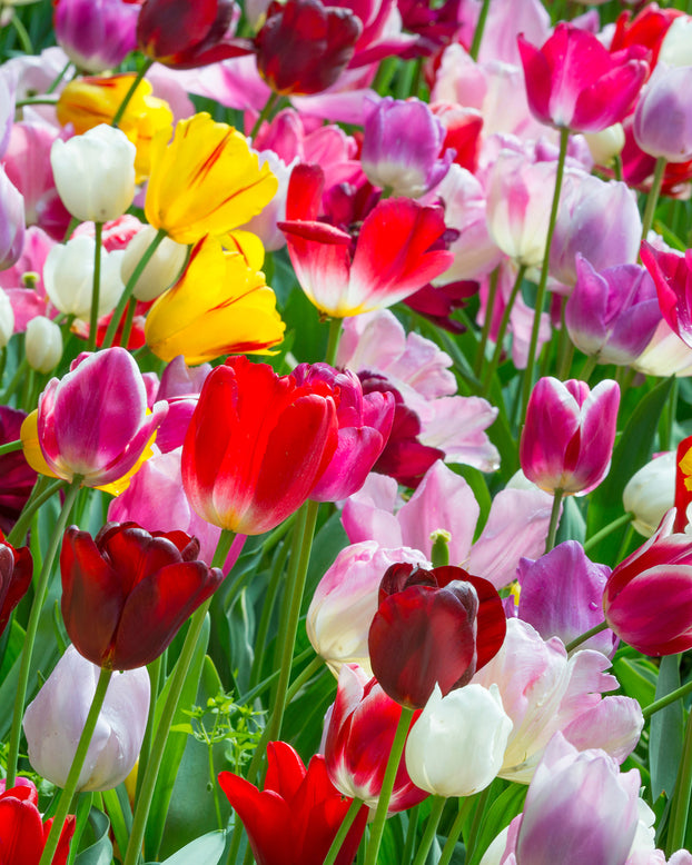 Flower BulbsTriumph Mixed Colours Bulbs UK - 1