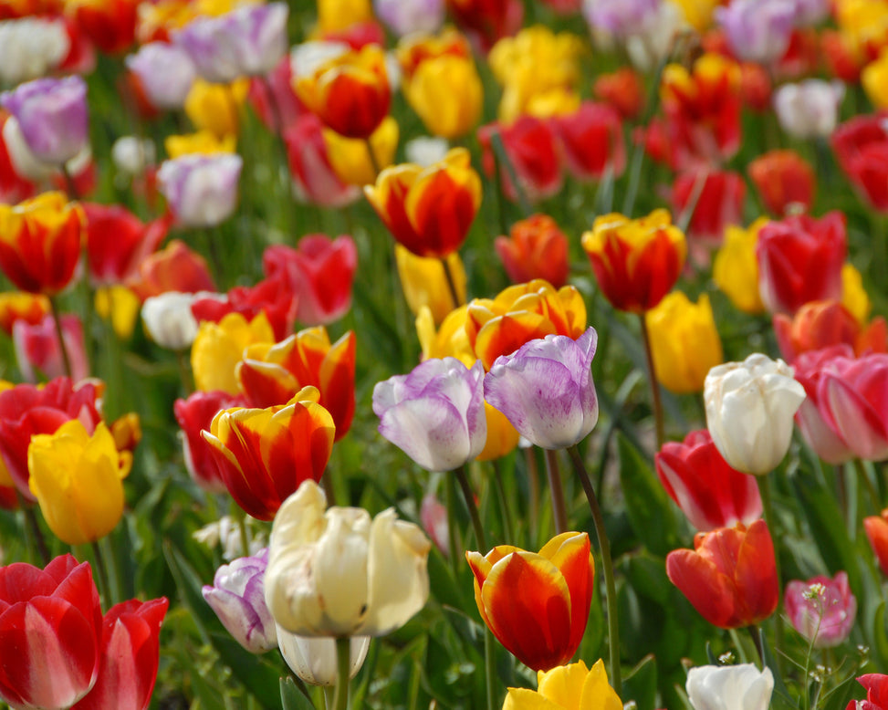 Flower BulbsTriumph Mixed Colours Bulbs UK - 2
