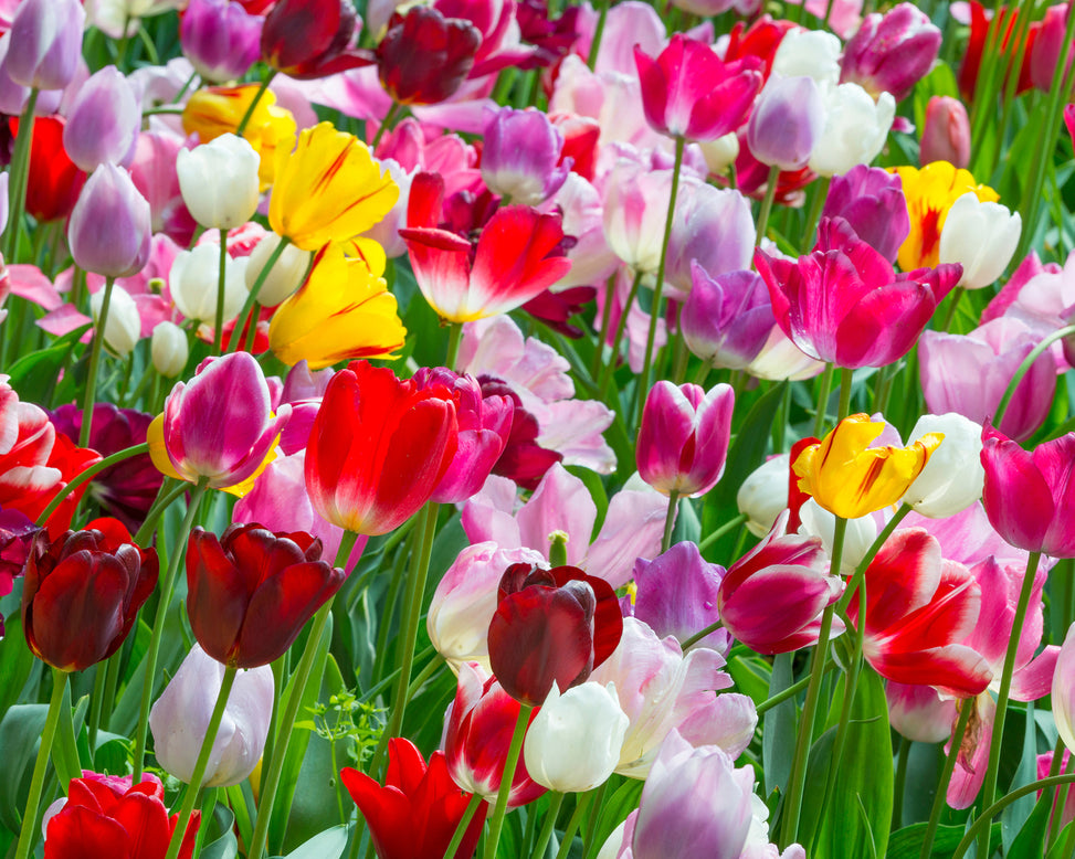 Flower BulbsTriumph Mixed Colours Bulbs UK - 3