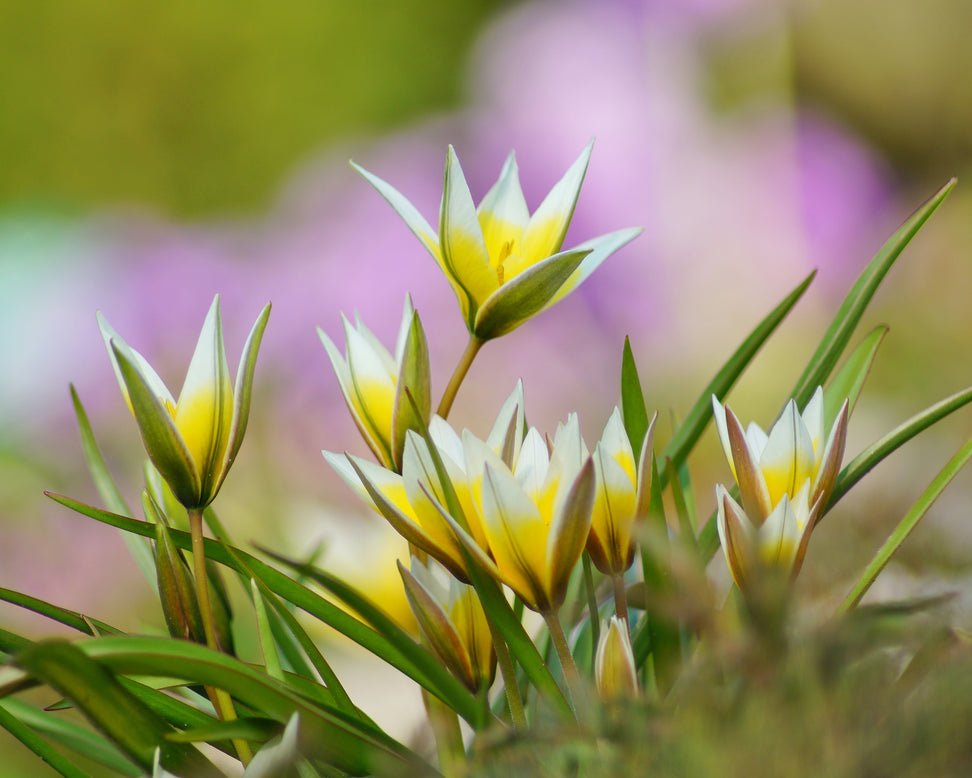 Tulip turkestanica