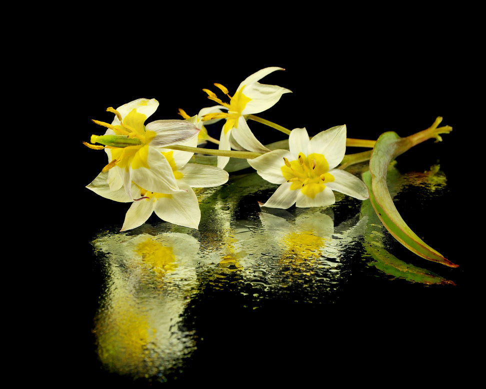 Tulip turkestanica