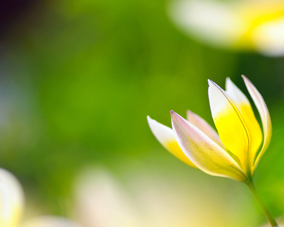 Tulip turkestanica