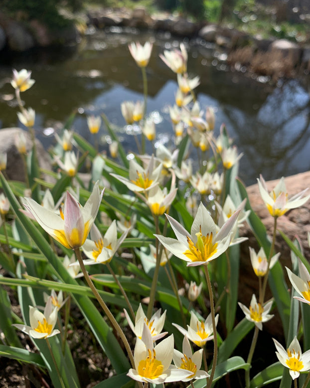 Tulip turkestanica