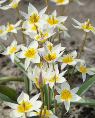 Tulip turkestanica