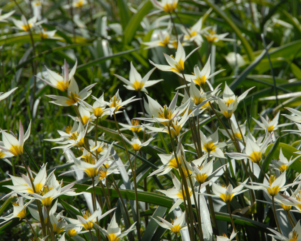 Tulip turkestanica