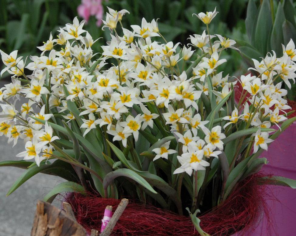 Tulip turkestanica