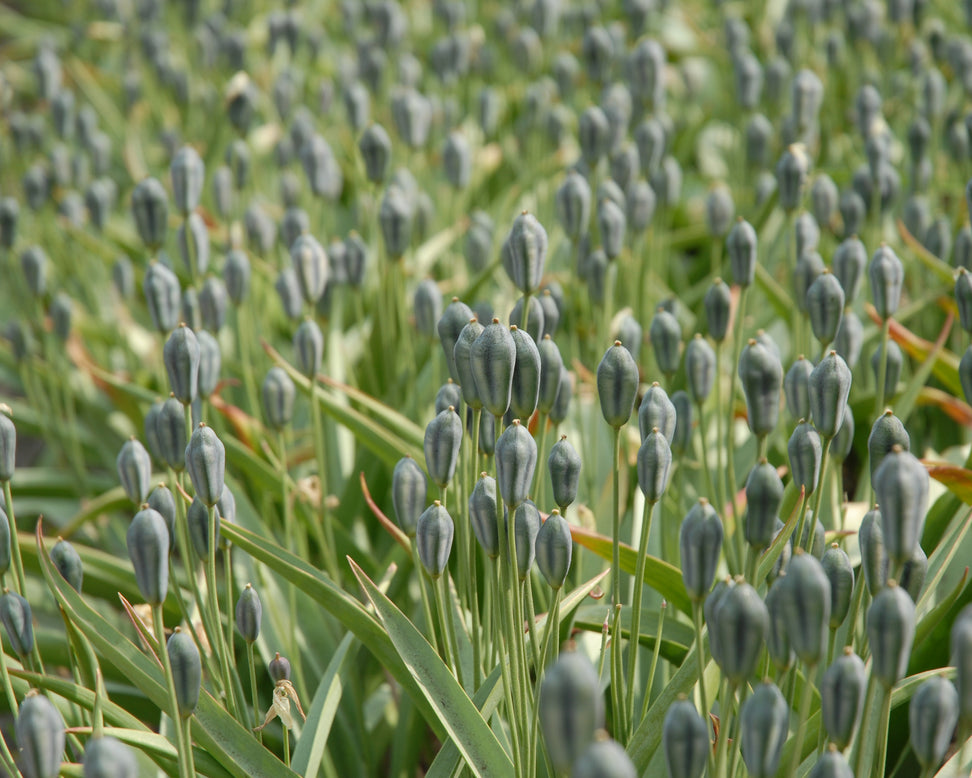 Tulip turkestanica