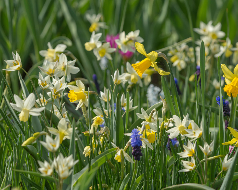 Tulip turkestanica