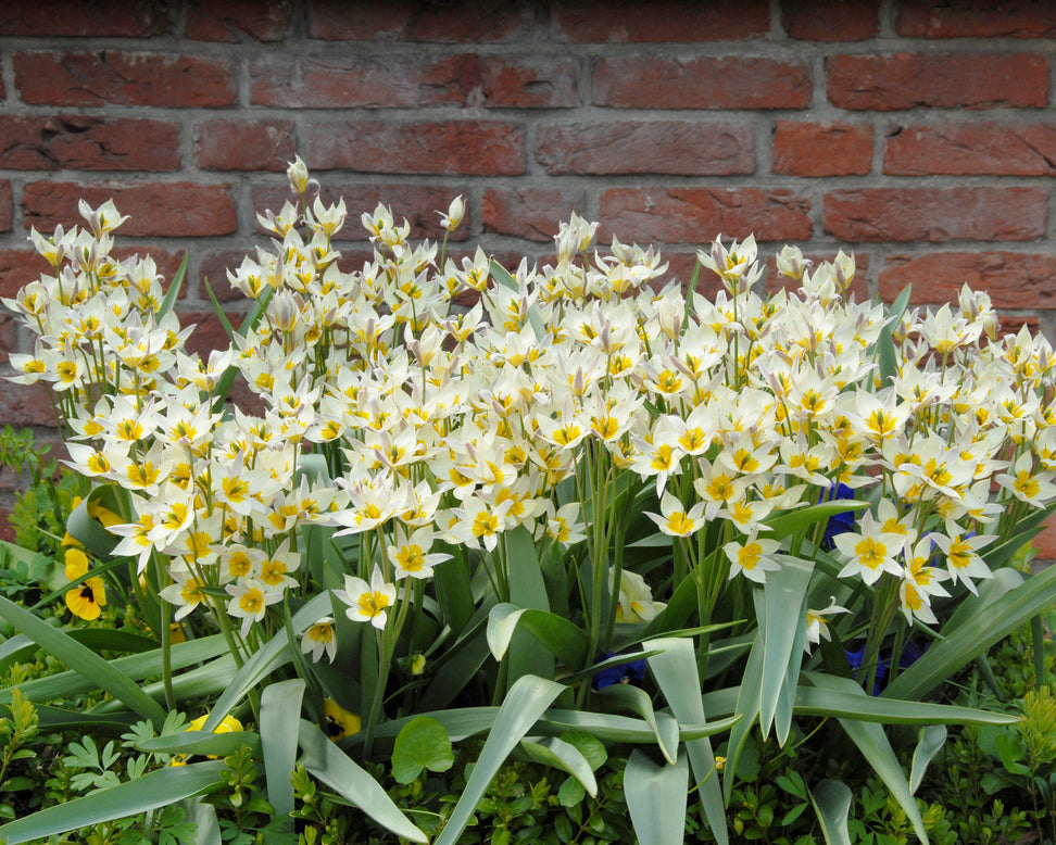 Tulip turkestanica