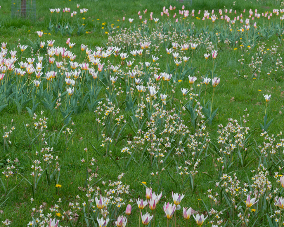 Tulip turkestanica
