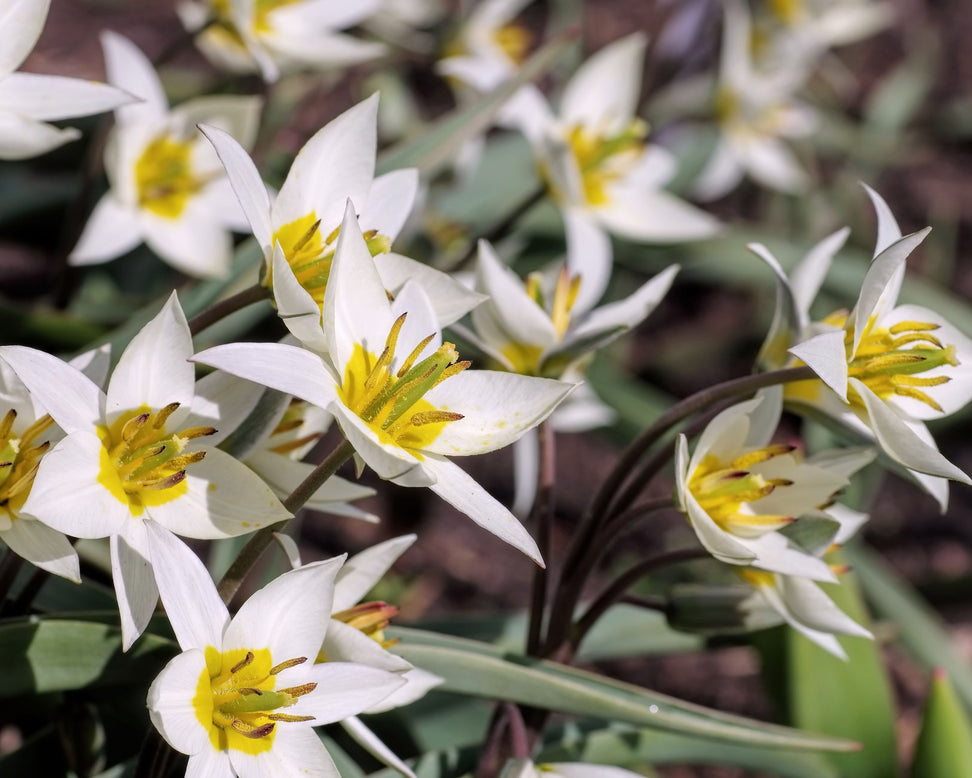 Tulip turkestanica