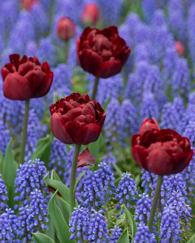 Tulip 'Uncle Tom'