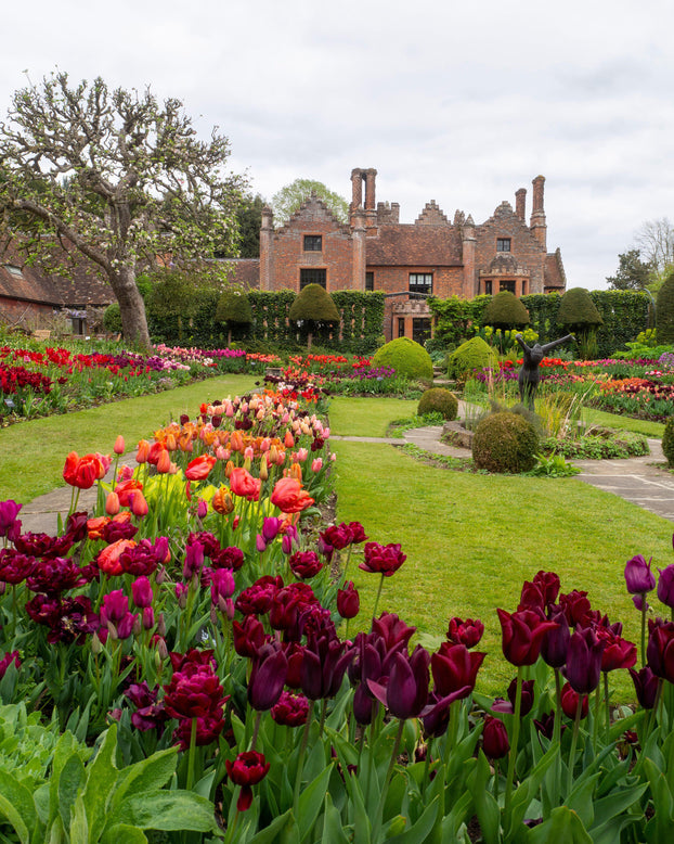 Tulip 'Uncle Tom'