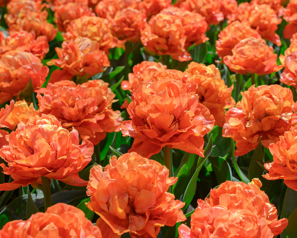 Tulip 'Valdivia'