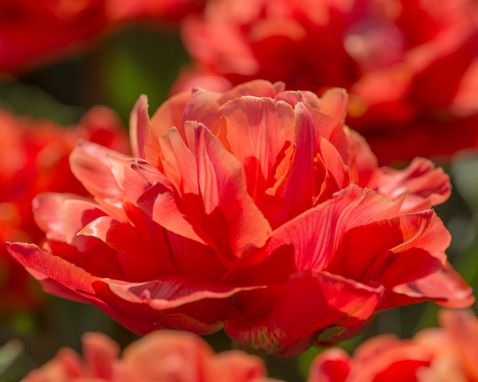 Tulip 'Valdivia'