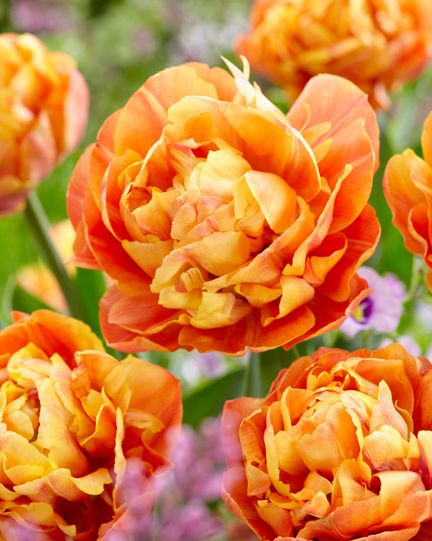 Tulip 'Valdivia'