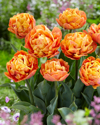 Tulip 'Valdivia'