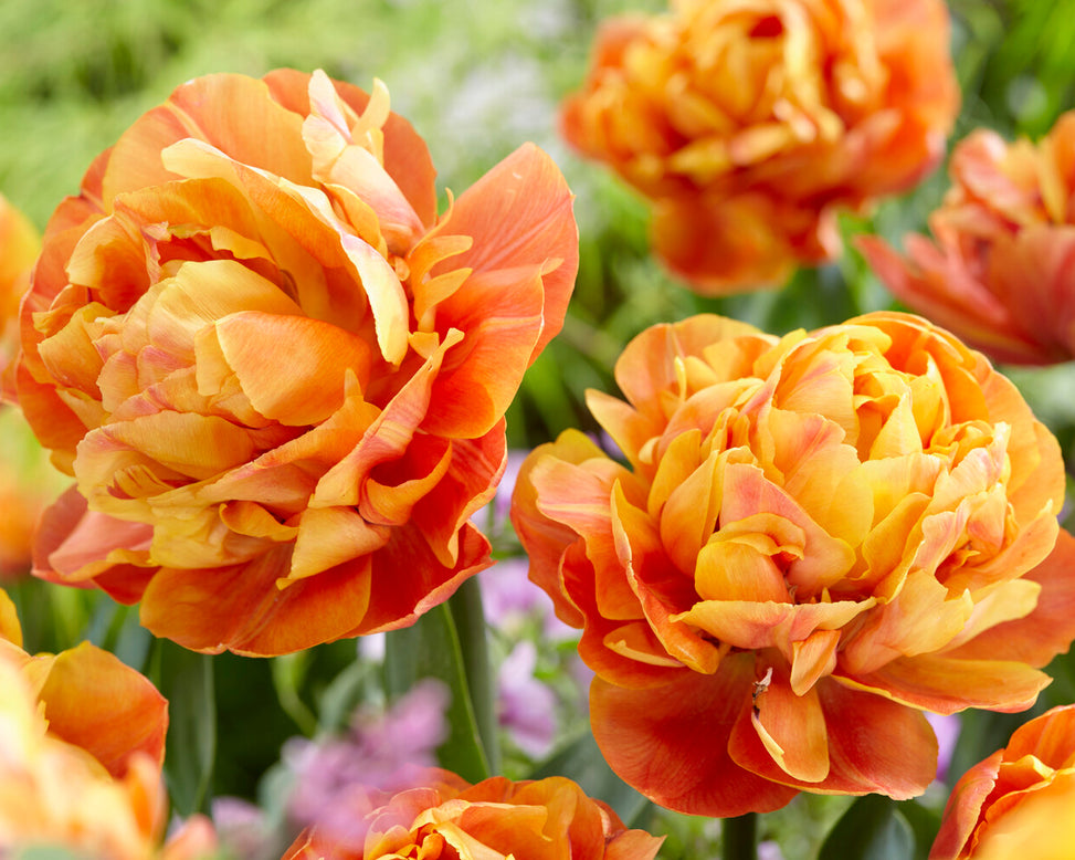 Tulip 'Valdivia'