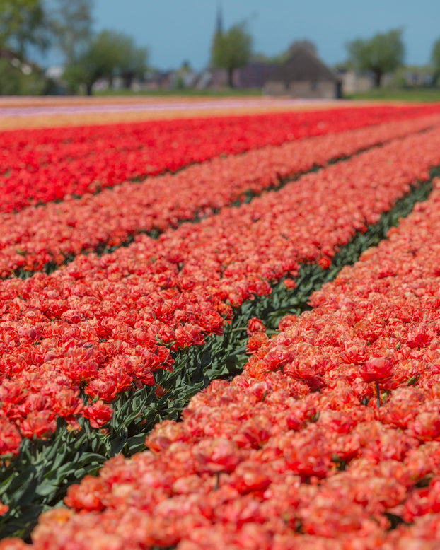 Tulip 'Valdivia'