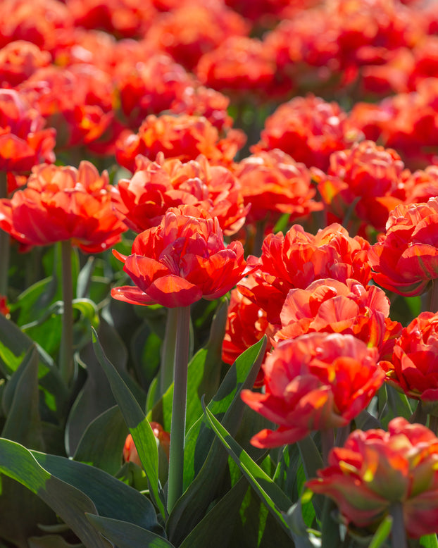 Tulip 'Valdivia'