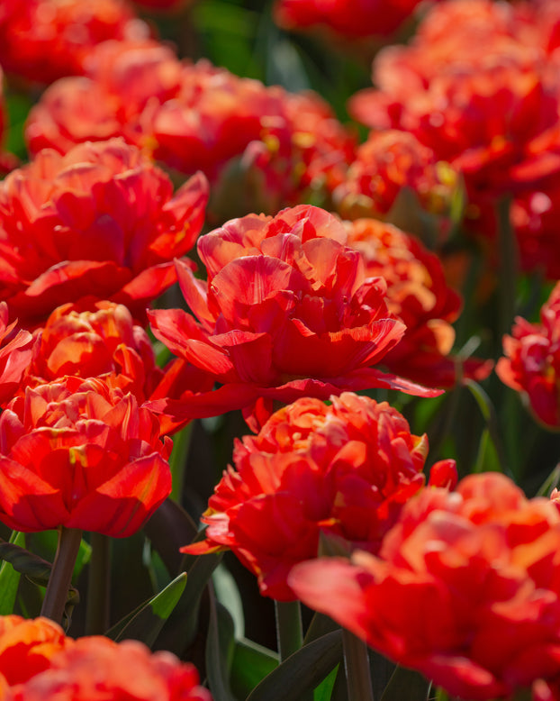 Tulip 'Valdivia'