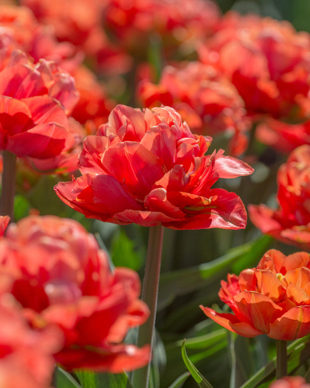 Tulip 'Valdivia'
