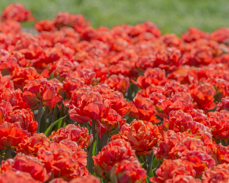 Tulip 'Valdivia'