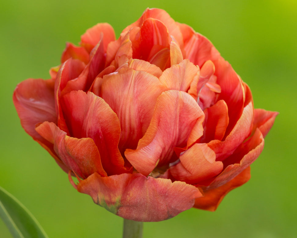 Tulip 'Valdivia'