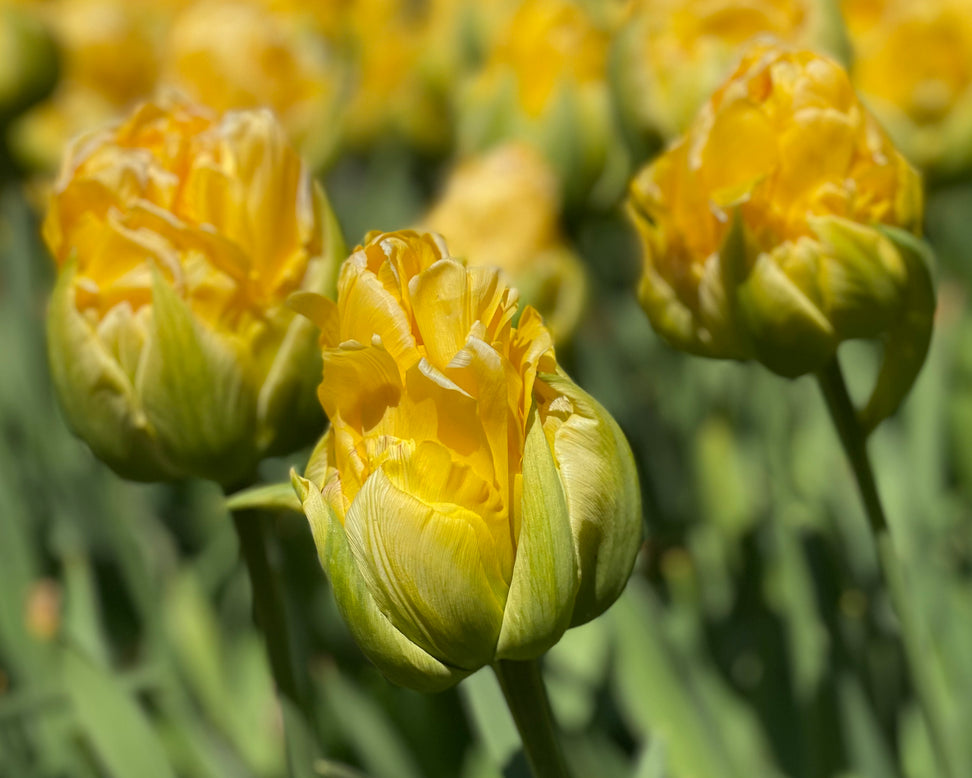 Tulip 'Vanilla Coup'
