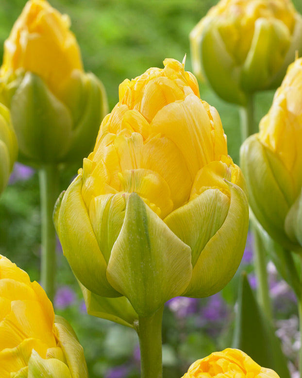 Tulip 'Vanilla Coup'