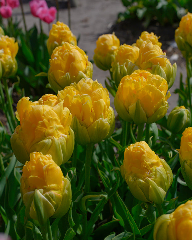 Tulip 'Vanilla Coup'