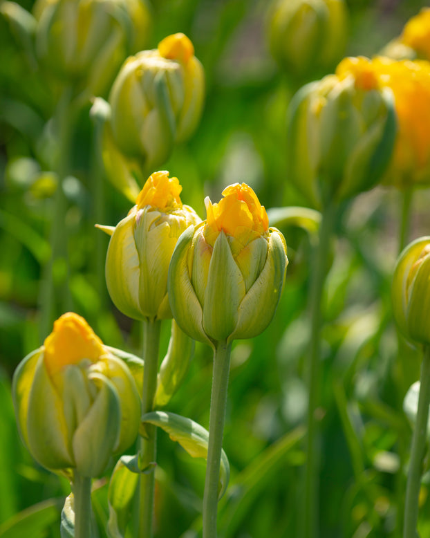Tulip 'Vanilla Coup'
