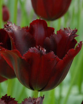 Flower BulbsVincent van Gogh Bulbs UK - 1
