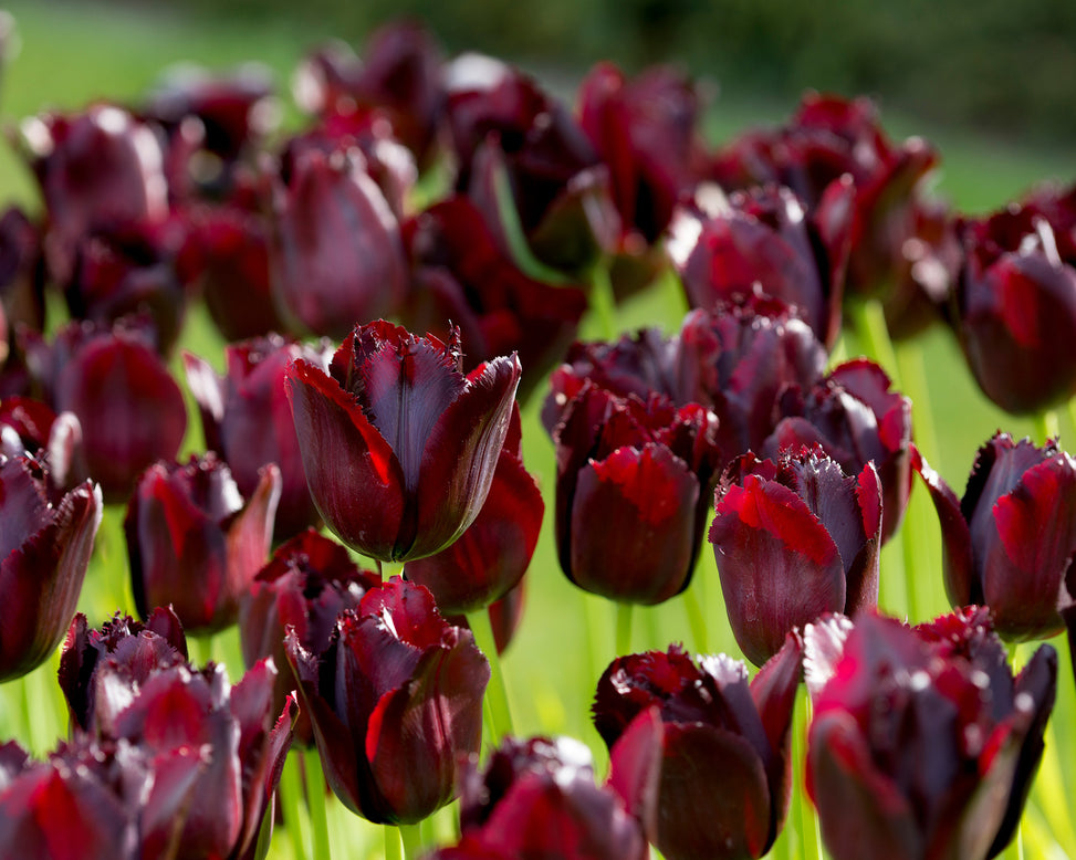 Flower BulbsVincent van Gogh Bulbs UK - 2